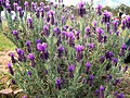 Topped lavender.jpg