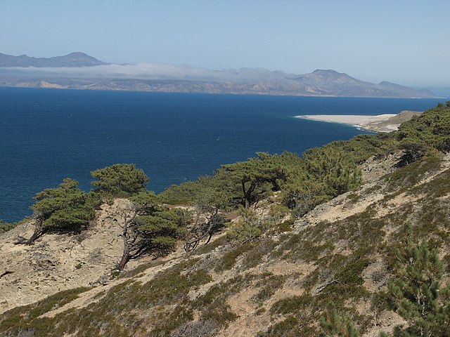 Torrey pine (Pinus torreyana) and southern coastal scrub, Santa Rosa Island.