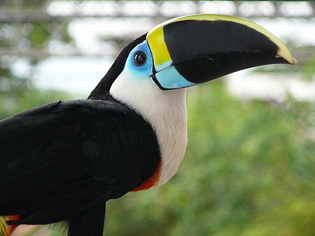 Toucan2007.jpg