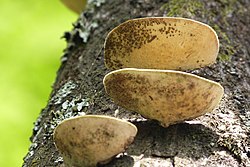 Trametes elegans.jpg