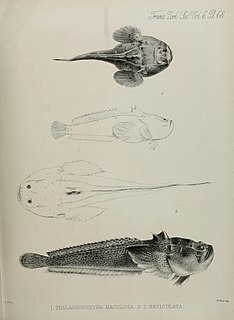 Thalassophryninae Subfamily of fishes
