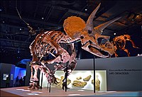 Triceratops Spesimen di Houston Museum of Natural Science v01.jpg