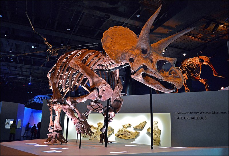 File:Triceratops Specimen at the Houston Museum of Natural Science v01.jpg