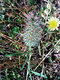 Miniatura para Trifolium angustifolium