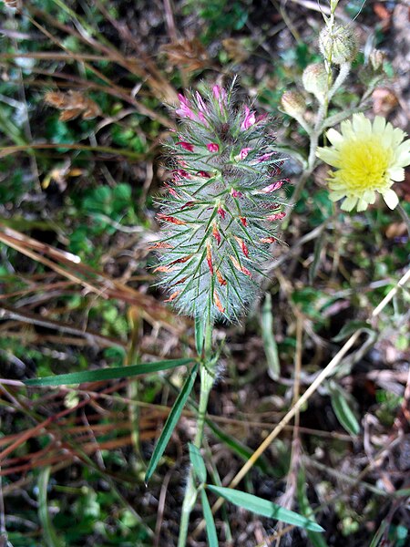 Trifolium angustifolium