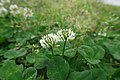 Trifolium repens flowerhead NC5.jpg