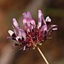 Thumbnail for Trifolium willdenovii