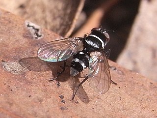 <i>Trigonospila cingulata</i> Species of fly