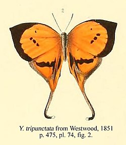 Tripunctata fromWestwood1851.JPG