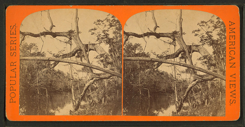 File:Tropical scenery, from Robert N. Dennis collection of stereoscopic views.jpg