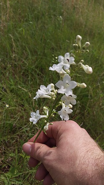 File:Tube flower montgomery county KS.jpg