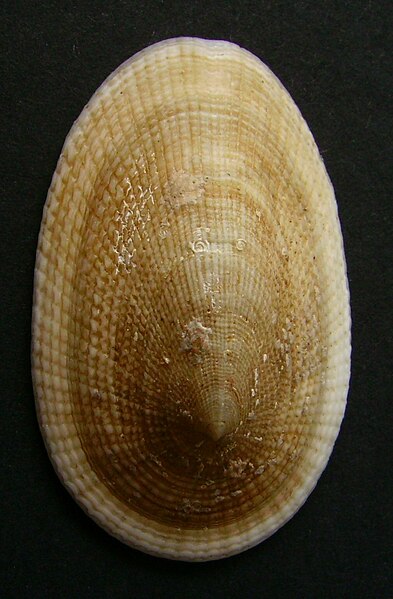 File:Tugali elegans.JPG