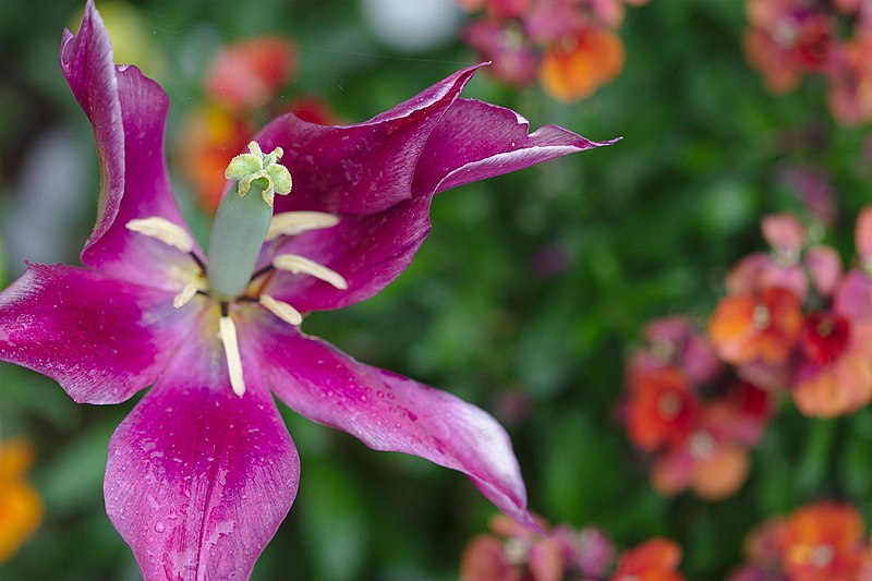 File:Tulip In Spring Tulpe Im Fruehling (69224769).jpeg