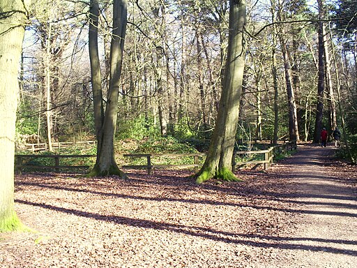 Tumulus in Chipperfield Woods - geograph.org.uk - 2316948