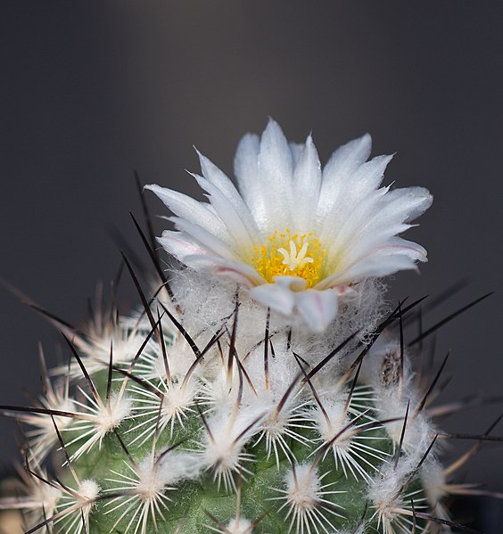 File:Turbinicarpus viereckii (4976459255).jpg