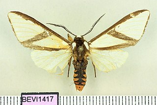 <i>Turuptiana</i> Genus of moths