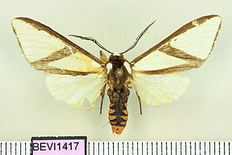 Turuptiana affinis Turuptiana affinis.JPG