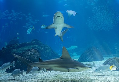 Two sandbar sharks (Carcharhinus plumbeus) at Lisbon's Oceanarium