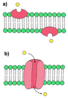 Types of ionophores.png