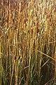 Laxmann-Rohrkolben (Typha laxmannii)