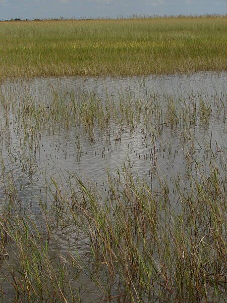 File:US Miami Everglades 0607 051 (16627106244).jpg