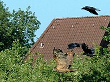 Eurasian eagle-owls are subject to frequent mobbing by crows - the owl in this photograph is being pursued by a group of carrion crows (Corvus corone). Uhu im Flug.jpg