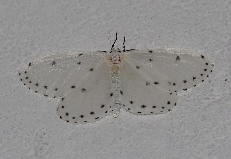 File:Unidentified moth 6142.jpg