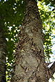 Yellow Birch, Betula alleghaniensis