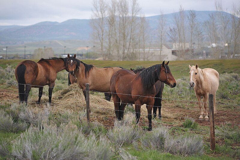 File:Utah Horses.jpg