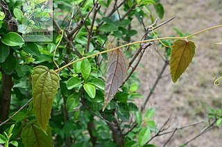 <i>Vitis tsoii</i> Species of grapevine