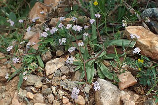 <i>Valerianella vesicaria</i> Species of plant