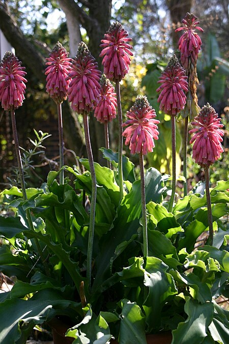 Veltheimia