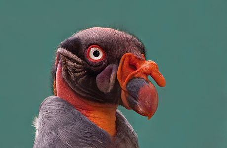 Sarcoramphus papa (King Vulture)