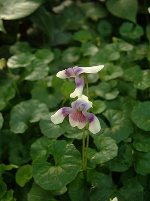 hedereca violo (Viola hederacea)