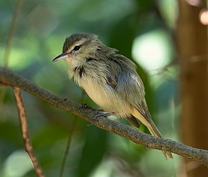 Noronja vireo