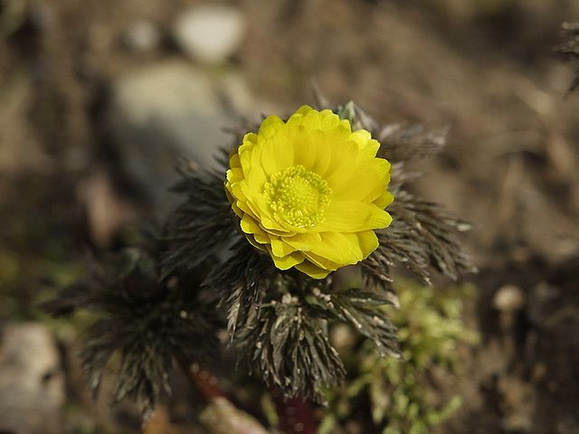 Адонис Амурский Adonis amurensis