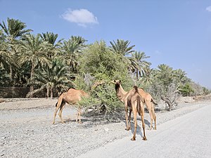 Wadi Sidr Camels.jpg