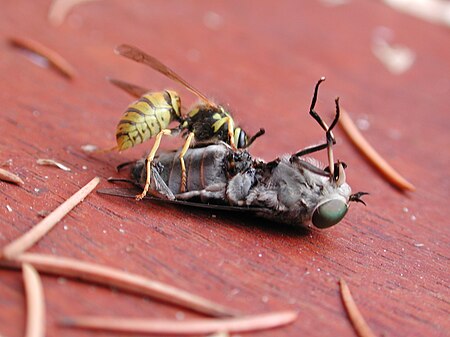ไฟล์:Wasp-vespula-vulgaris-vs-horsefly-tabanus-bromius_4v4.jpg