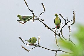 Wedge-tailed Green Pigeon.jpg resminin açıklaması.