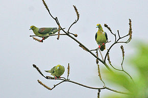 Kuvaus Wedge-tailed Green Pigeon.jpg -kuvasta.