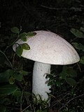Миниатюра для Список водорослей, грибов и лишайников, занесённых в Красную книгу Московской области