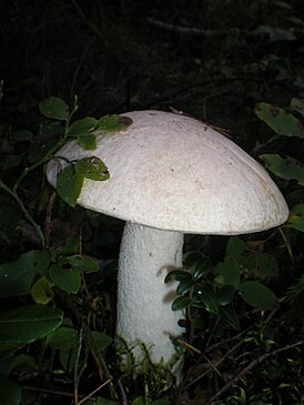 boletus blanco