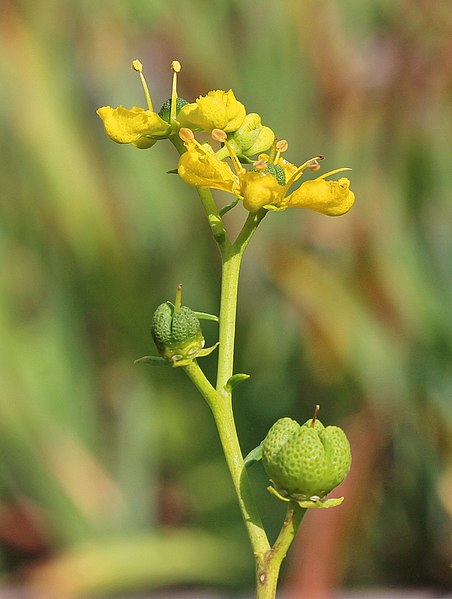 File:Weinraute (Ruta graveolens) (04).jpg