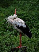 Weißstorch, Ciconia ciconia