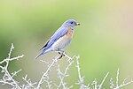 Thumbnail for File:Western Bluebird 6411m.jpg