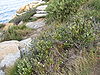 Westringia fruticosa habitat.jpg
