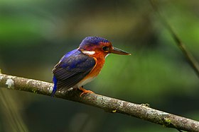 White-bellied Kingfisher - Ghana S4E2155.jpg