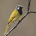 White-eared Honeyeater (Nesoptilotis leucotis leucotis), Blackheath, New South Wales, Australia