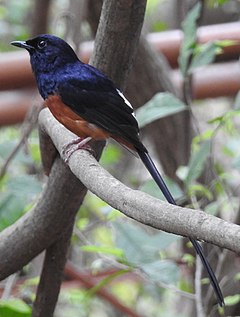 ♂ Copsychus malabaricus