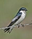 White-winged Swallow 1052.jpg